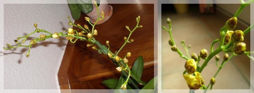 Oncidium jaune mars 2010 (2)