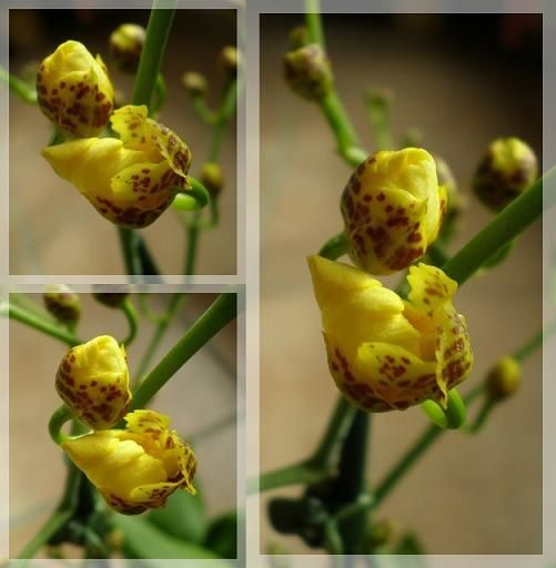 Oncidium jaune mars 2010 (3)