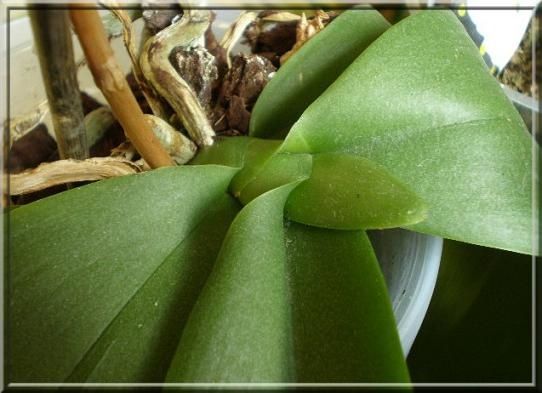 Phalaenopsis février 2010