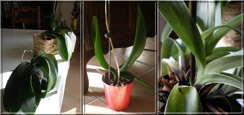 Orchidées Y Février 2010