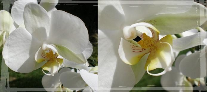 Phalaenopsis blanche Octobre 2010