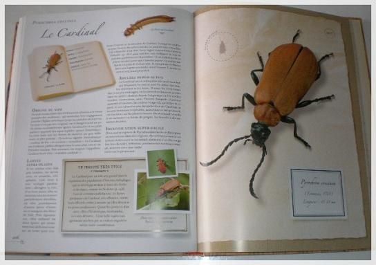 Petite collection d'insectes (3)