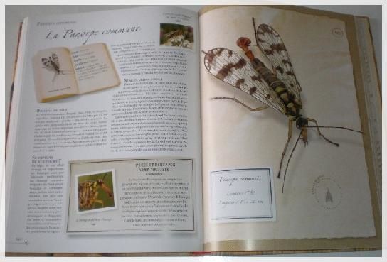 Petite collection d'insectes (4)