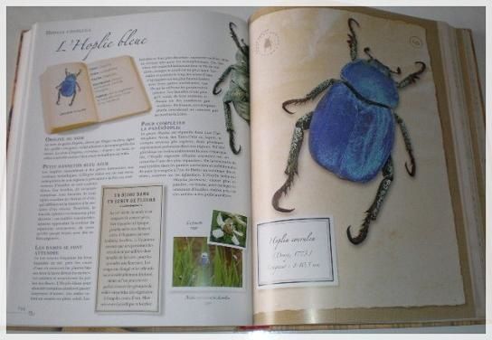 Petite collection d'insectes (5)