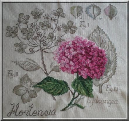 Hortensia fini 1