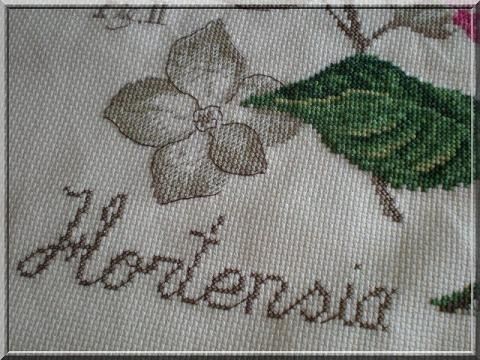 Hortensia fini 5