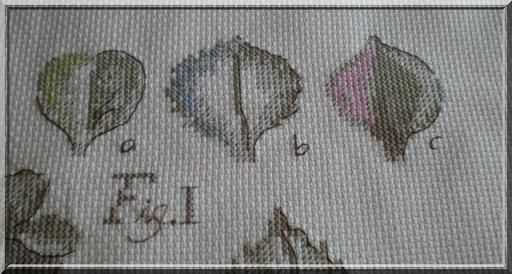 Hortensia fini 6