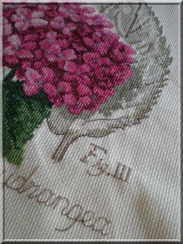 Hortensia fini 7