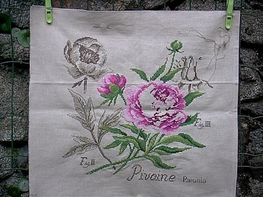 1er Février Coxinelle81