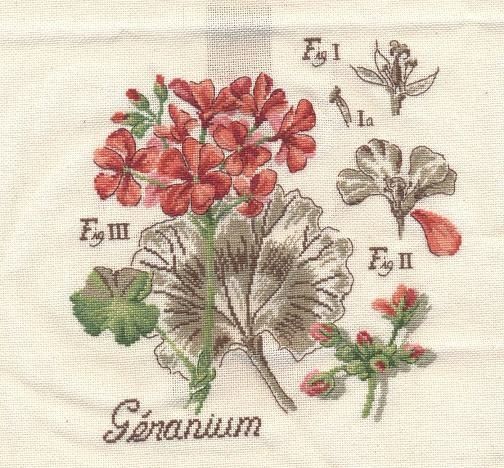 Sylvie Géranium 1