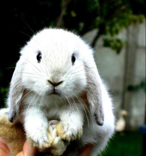 photo lapin