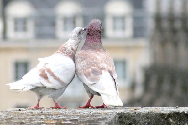 Couple de pigeons Couple de pigeons