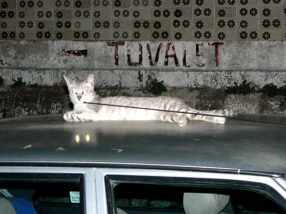 Chat à Izmir (photo de Gilles)
