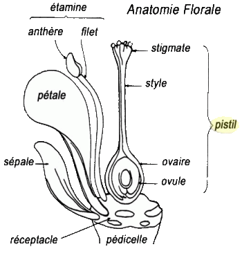 http://idata.over-blog.com/0/44/19/26/anatomie_florale.gif