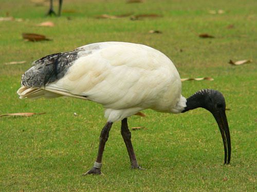 baie rencontre australie