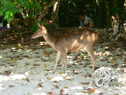 beaux seins sur la plage