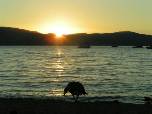 l-oie-lac-tahoe.jpg
