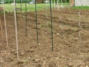 tomates01.jpg