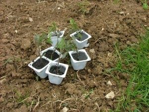 tomates02.jpg