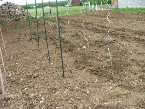 tomates04.jpg