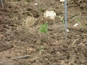 tomates05.jpg