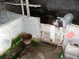 Vie ordinaire d'une truie chinoise cloîtrée dans les latrines d'une ferme