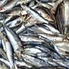sardines.jpg