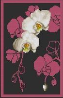 Orchid-1-fond-gris-SM.jpg