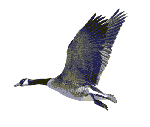 haz-2-jpg.gif