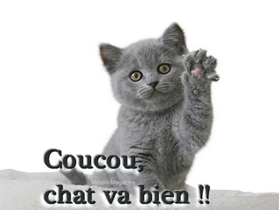 RÃ©sultat de recherche d'images pour "coucou chat"