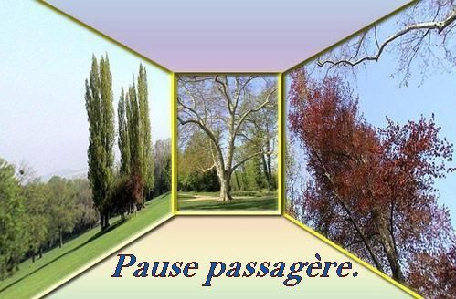 arbre-2-jpg