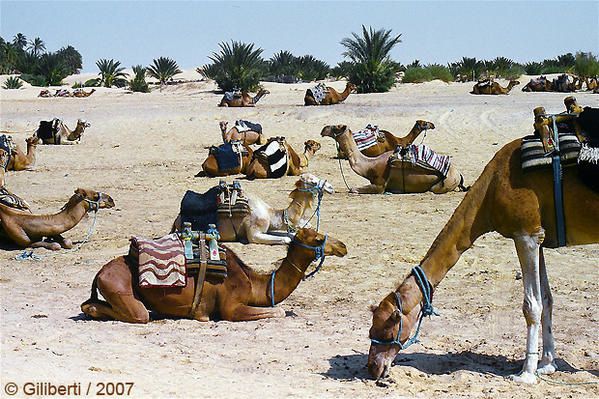 Desert-et-chameaux-3.jpg