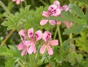 pelargonium_graveolens.jpg
