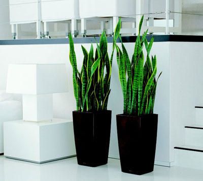 plante interieur contemporaine