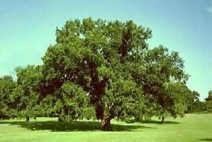 arbre1s.jpg