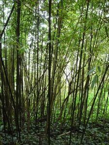 foret-de-bambous.jpg