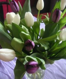 tulipes-.jpg