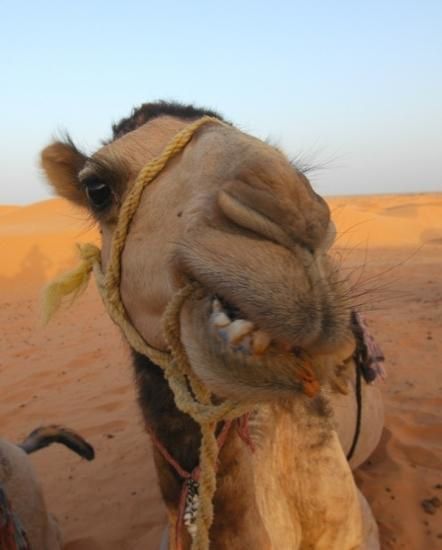 chameau-dromadaire-animaux-desert-proche-341209.jpg