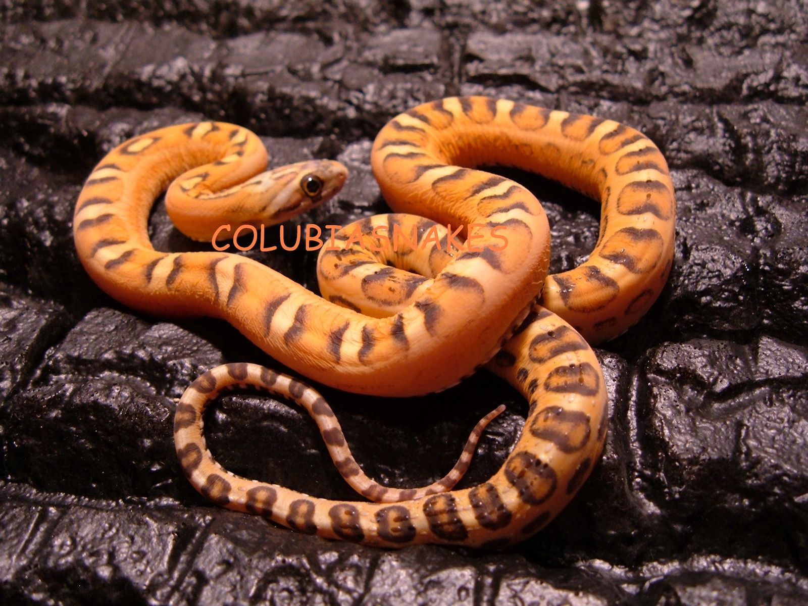 Botanic Saint Genest Lerpt | Coudec.com Botanic Saint Genest Lerpt | Coudec.com