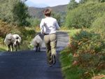 Chris moutons Connemara Irlande