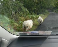 moutons tête noire en irlande