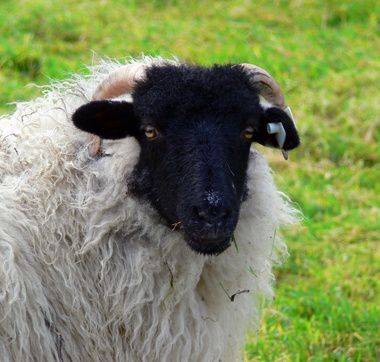 mouton tête noire
