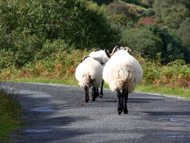 moutons irlandais connemara Irlande