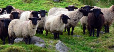 moutons irlandais