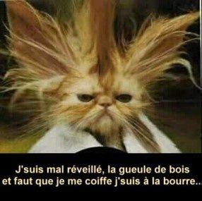 chat-bourre-286x285.jpg
