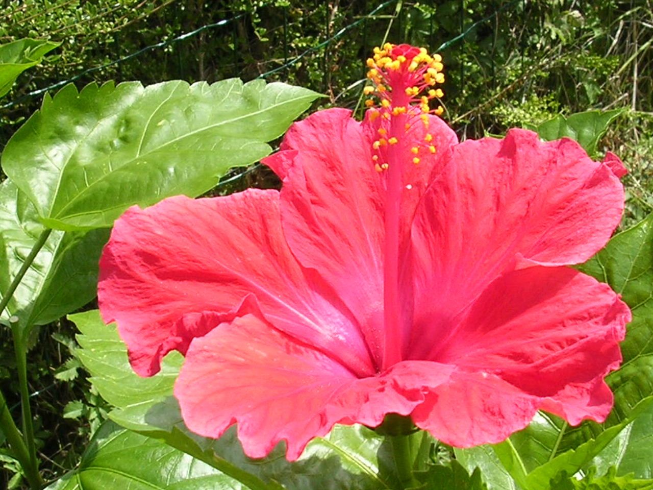 autres noms rose de Chine ou \u0026quot;fleur des belles dames\u0026quot;