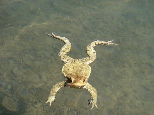 crapaud.jpg