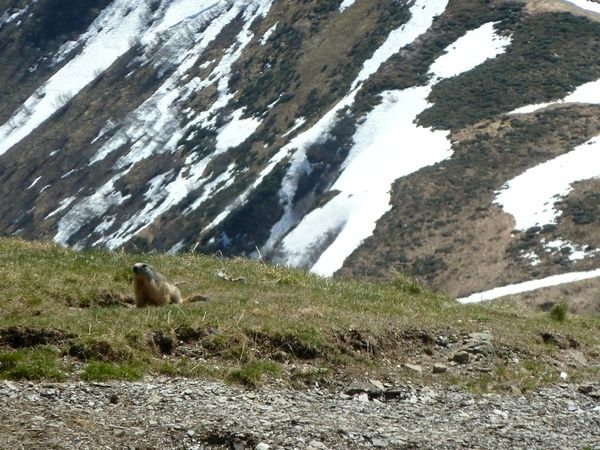 marmotte.jpg