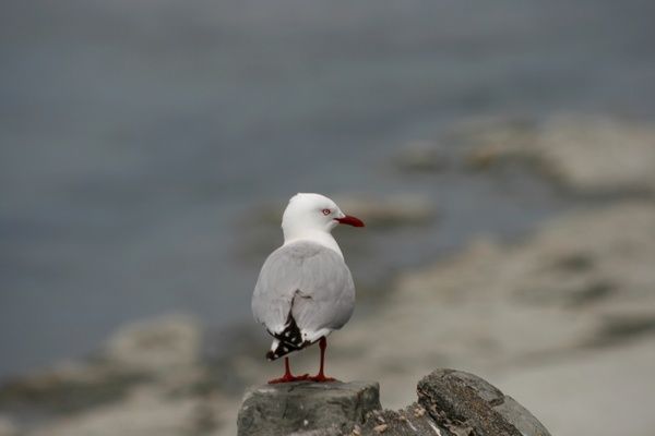 mouette.jpg