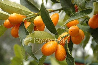 kumquat_tree.jpg
